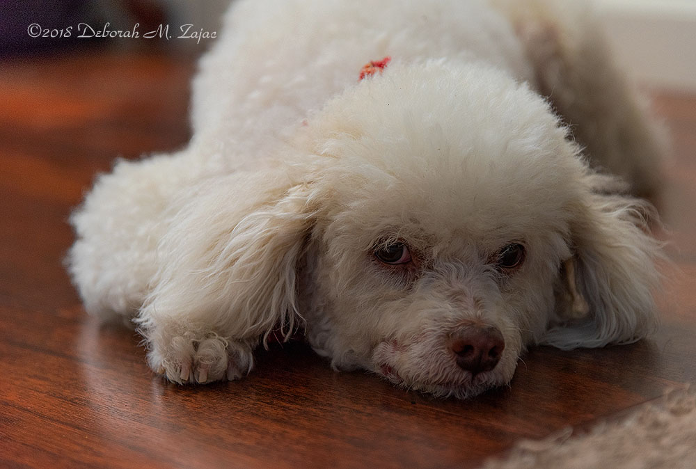 Diva Dog Staying Cool