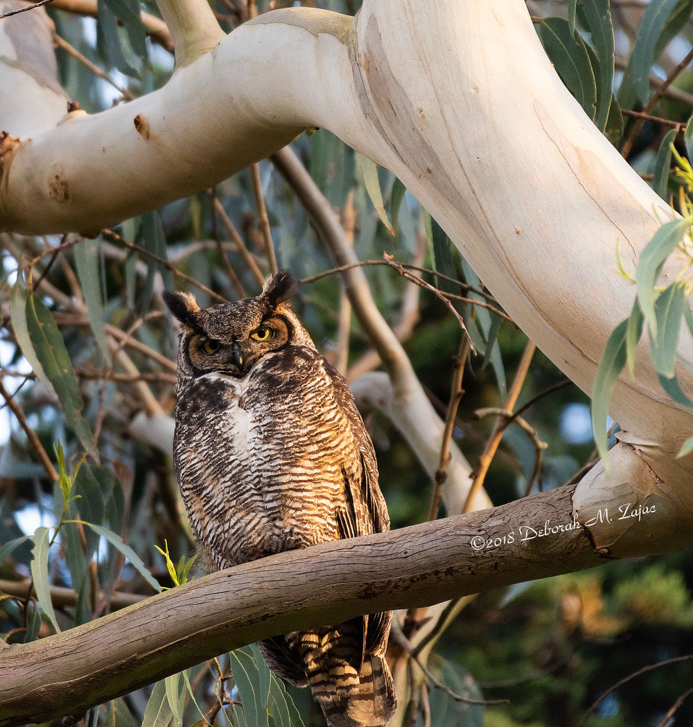 Great Horned Owl Female