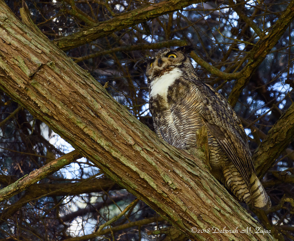 Great Horned Owl Male
