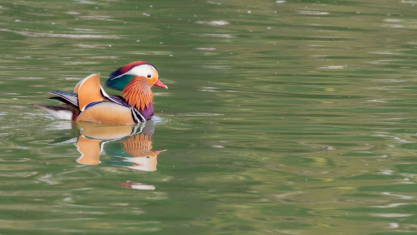 Mandarin Duck Male