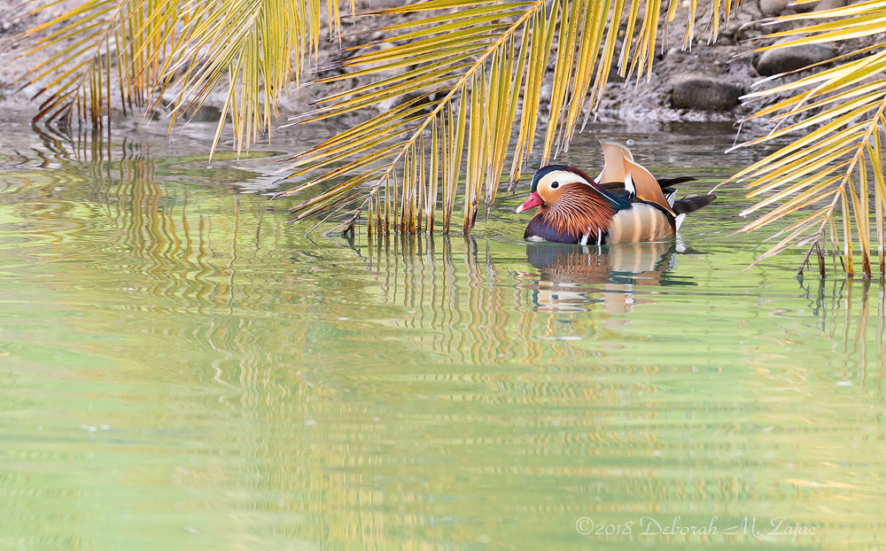 Mandarin Duck Male