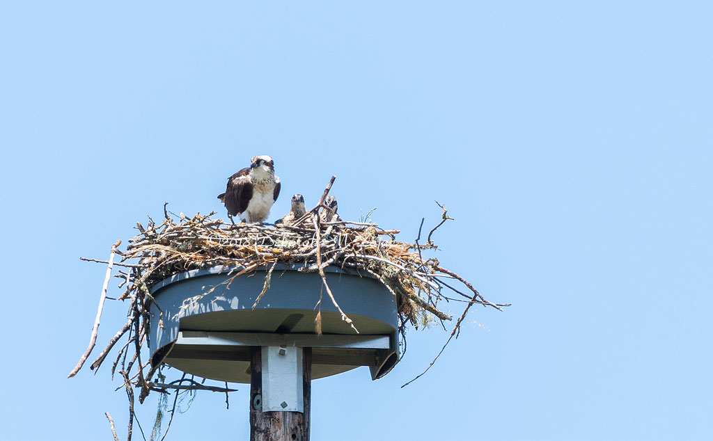 Osprey and Chicks_DMZ7350
