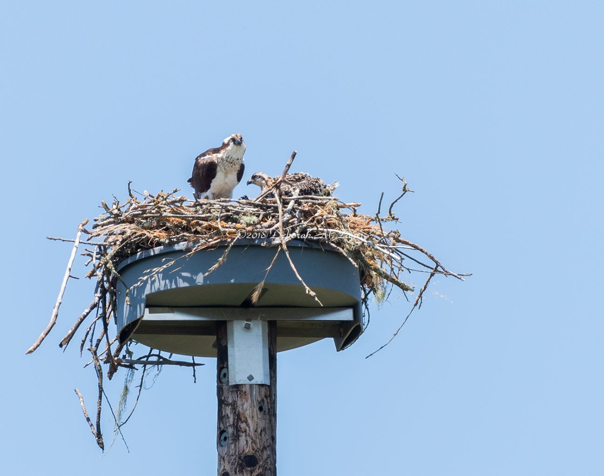 Osprey with Chicks in the Nest