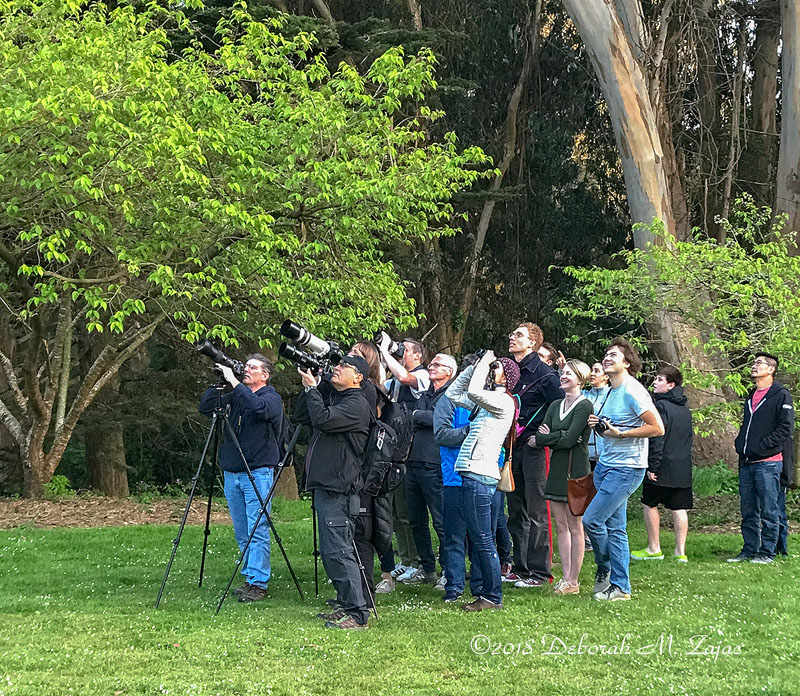 Owl Watching Golden Gate Park