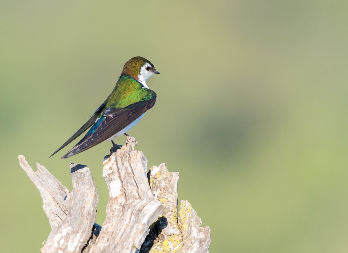 Violet-green Swallow