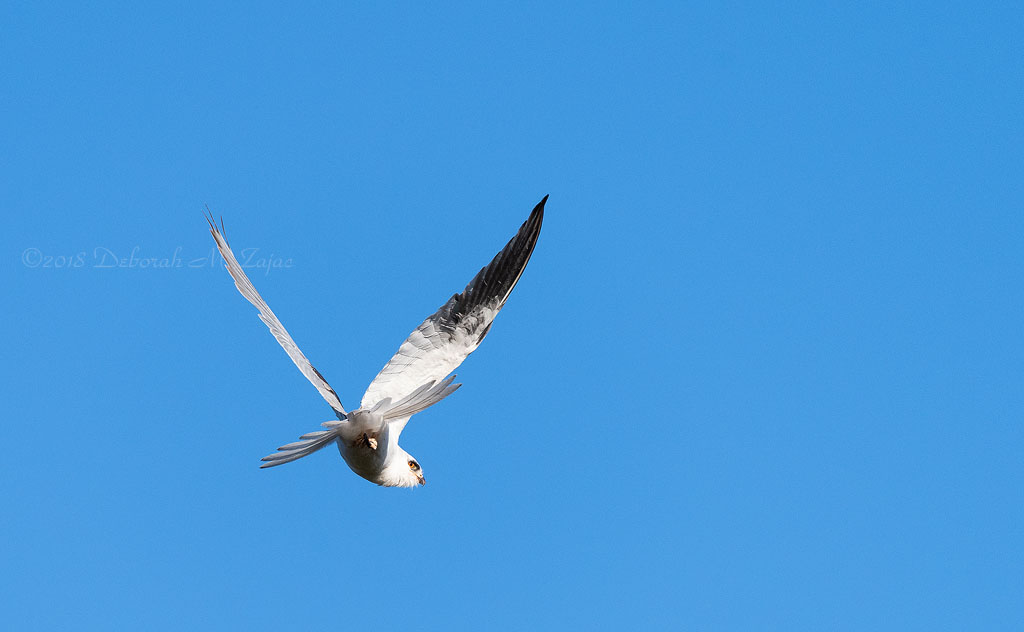 White-tailed Kite
