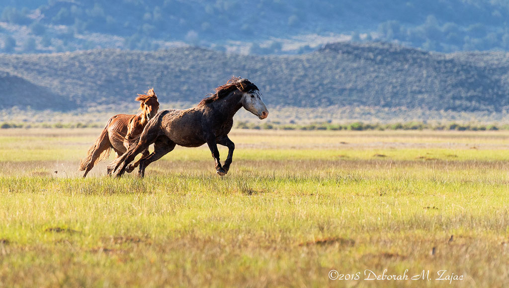 Get off my Dung Heap!