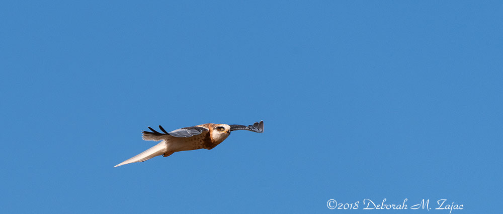 White-tailed Kite Fledgling in Flight