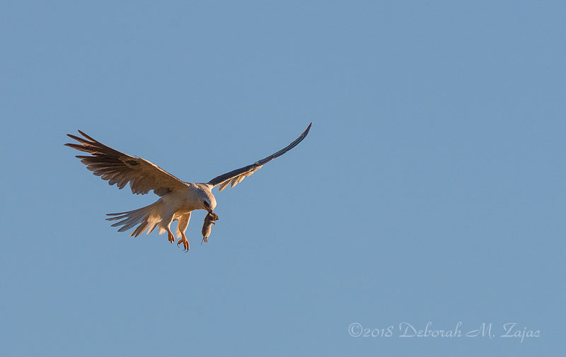 White-tailed Kite with Prey