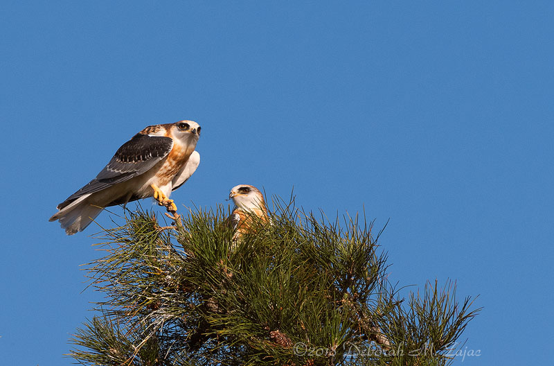 White-tailed Kite Fledglings