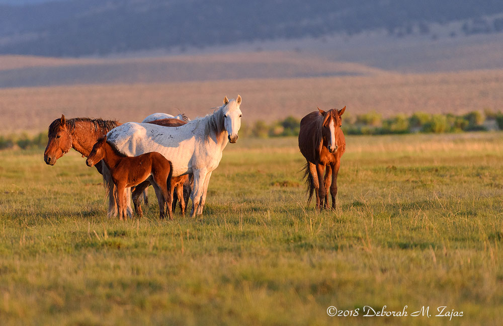 Wild Mustangs at Sunset