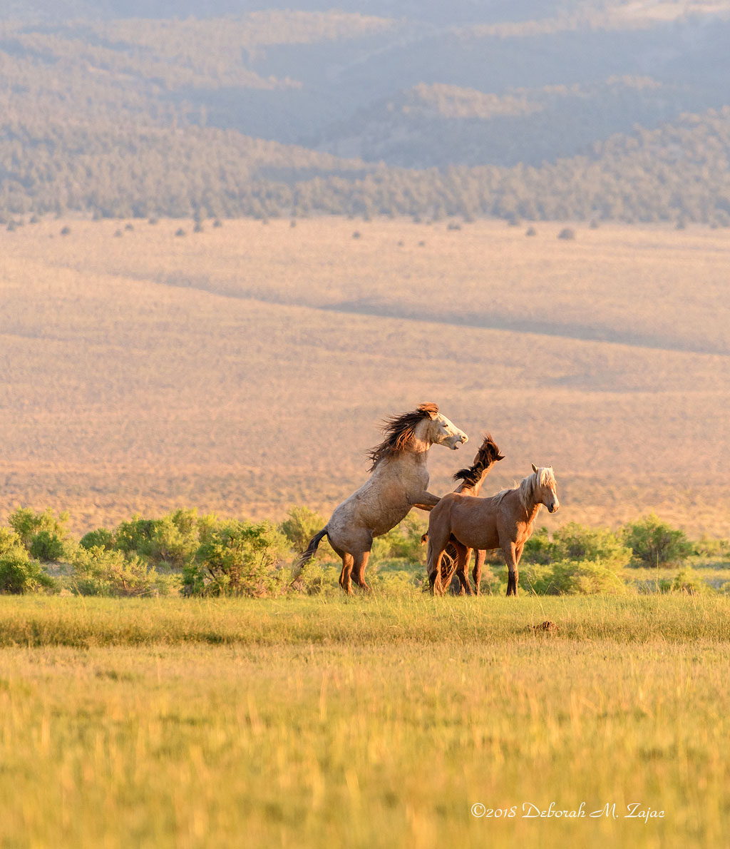 It's Mine, I tell Ya!