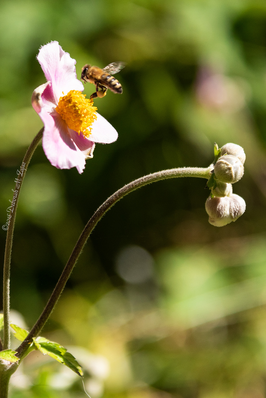 Bee on Approach