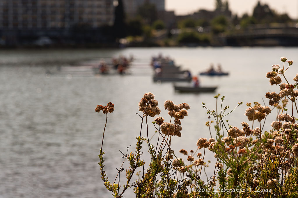 Wildflowers around Lake Merritt