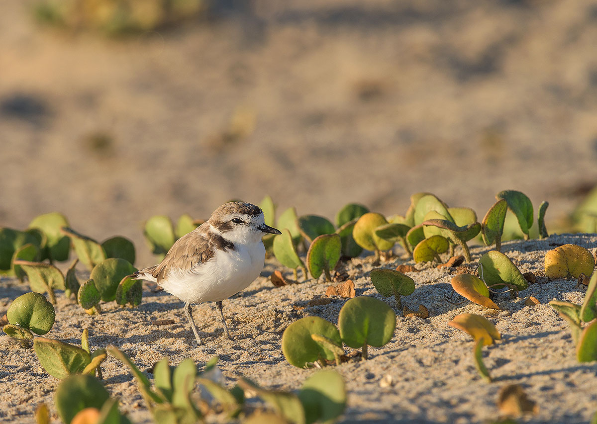 Snowy Plover