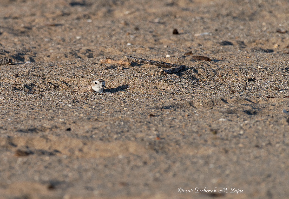 Snowy Plover in Nest