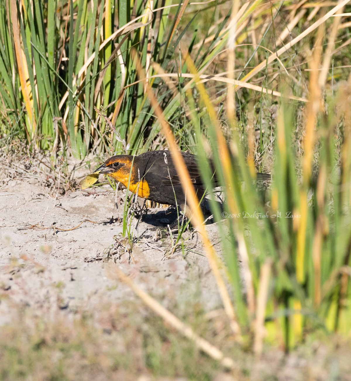 Yellow-headed Blackbird