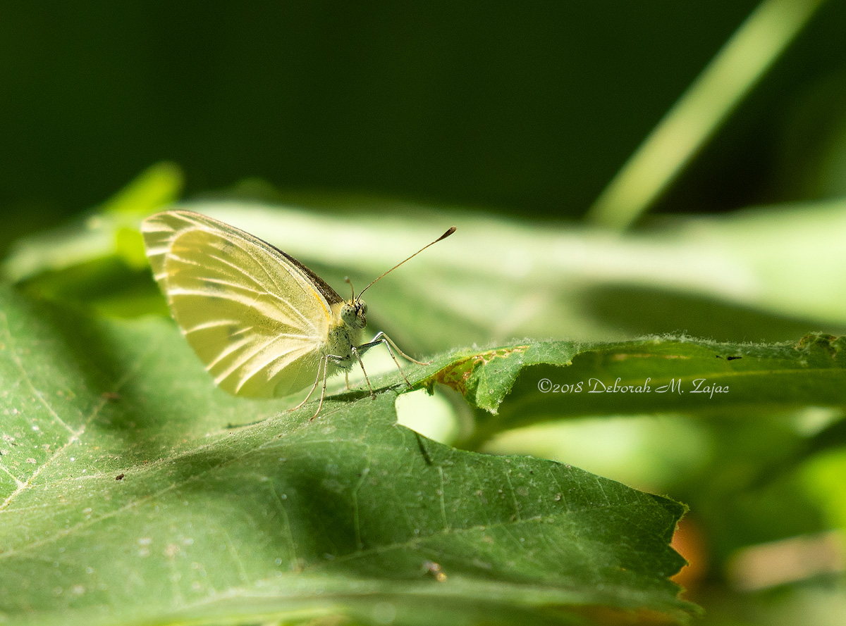 White Cabbage Butterfly ?