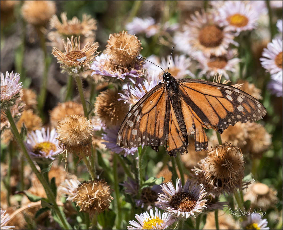 Monarch Butterfly-Male
