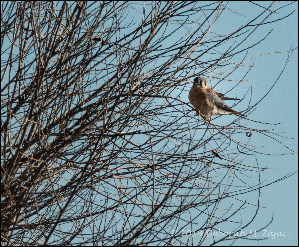 American Kestrel