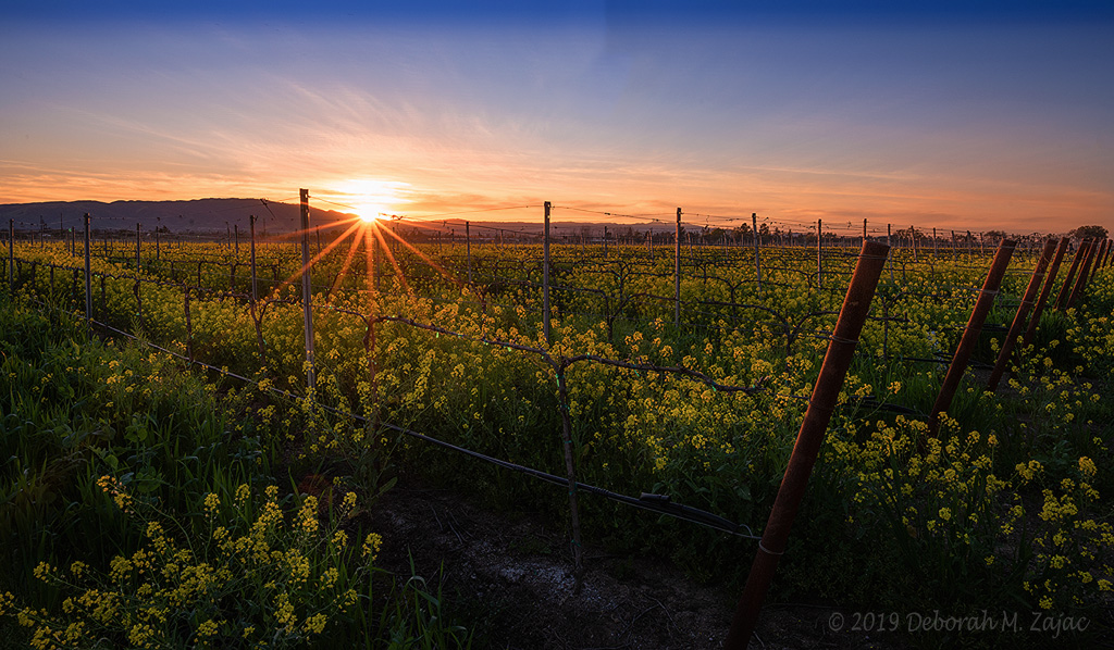 Sunset over the Wild Mustard and Vines