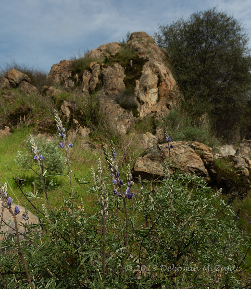 Spring Lupine Stanislaus County
