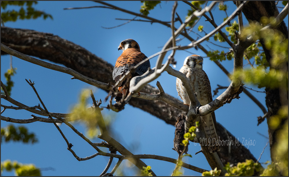 American Kestrel Pair with Prey