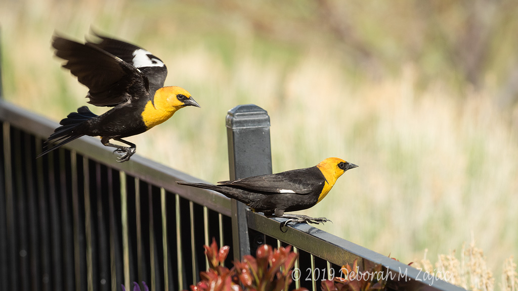Yellow-headed Blackbirds