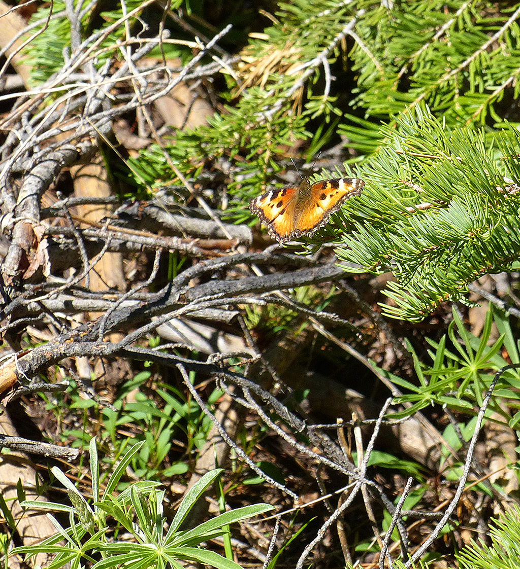 Californ Tortoiseshell- Nymphalis Californica