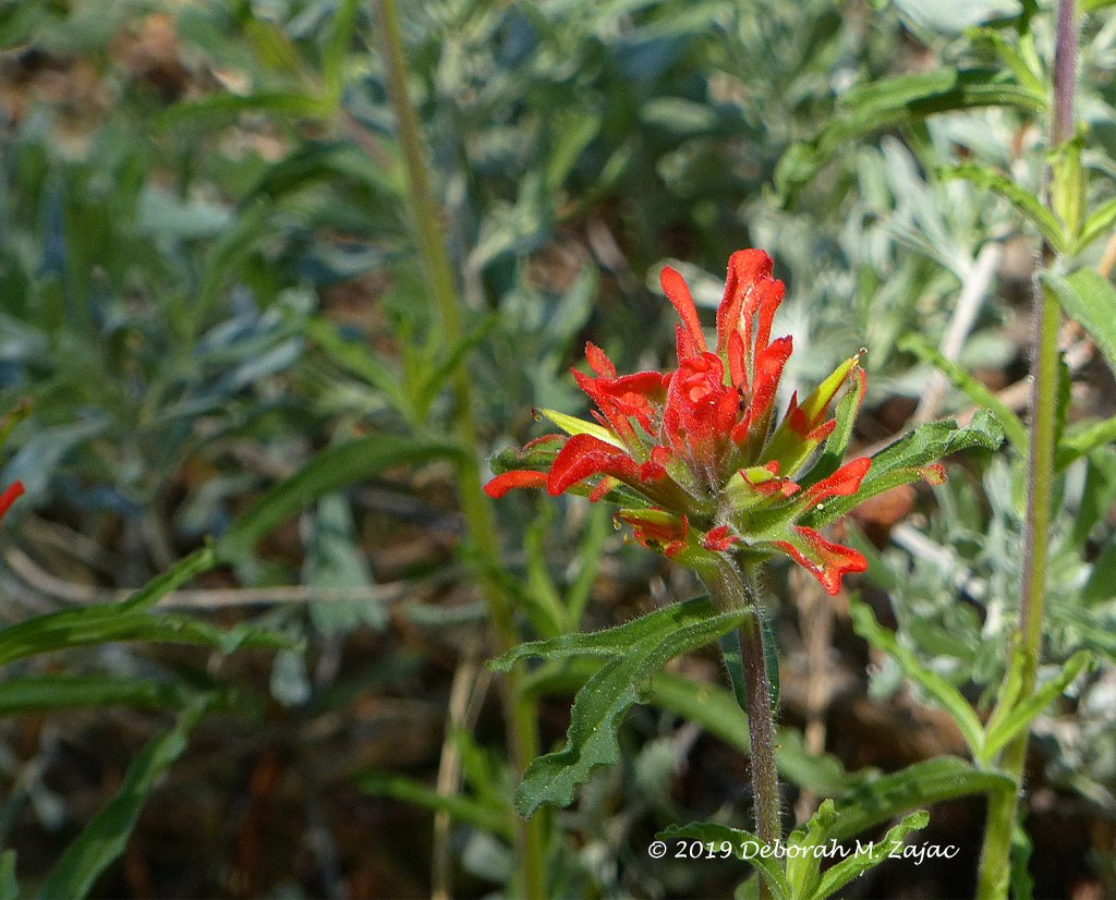 Coast Paintbrush-Wildflower