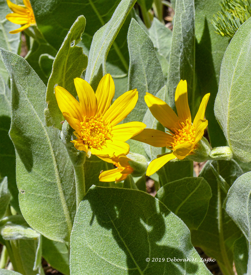 Mule's Ear-Wildflower