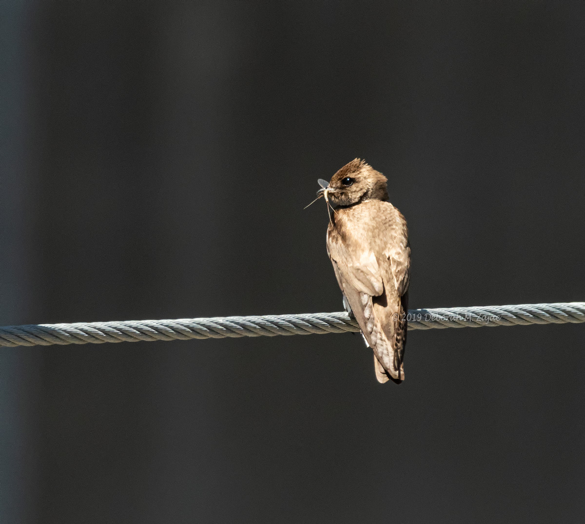 Roughed-winged Swallow with Lunch