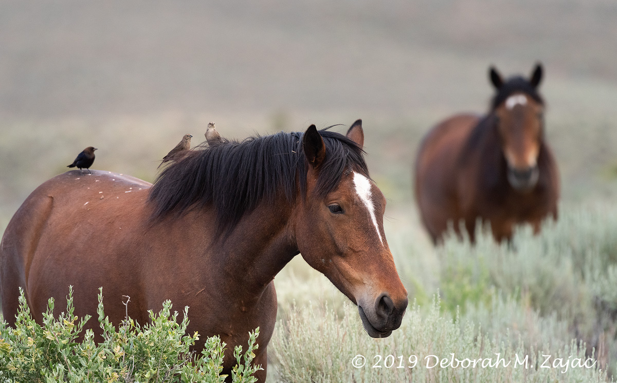 Wild Mustang with Birds out for a ride