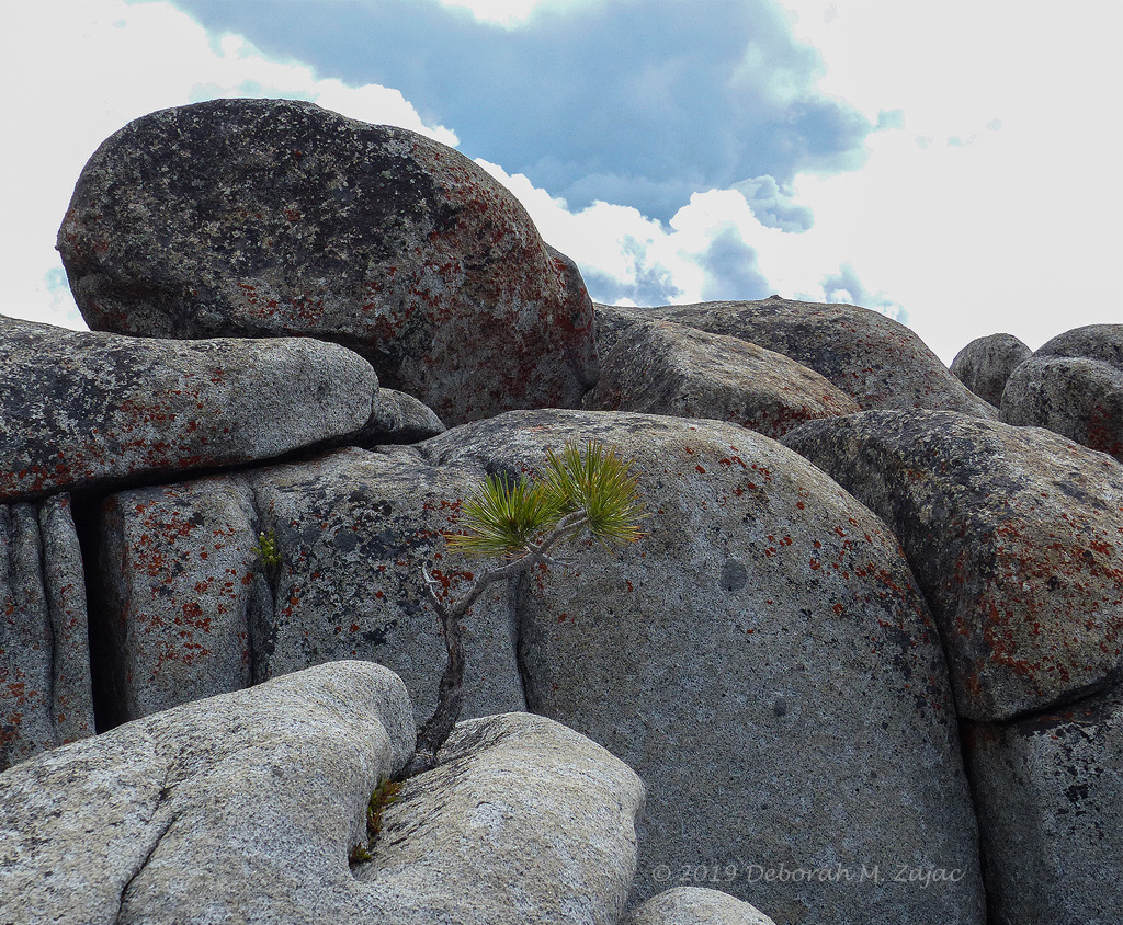 Bonsai Rock
