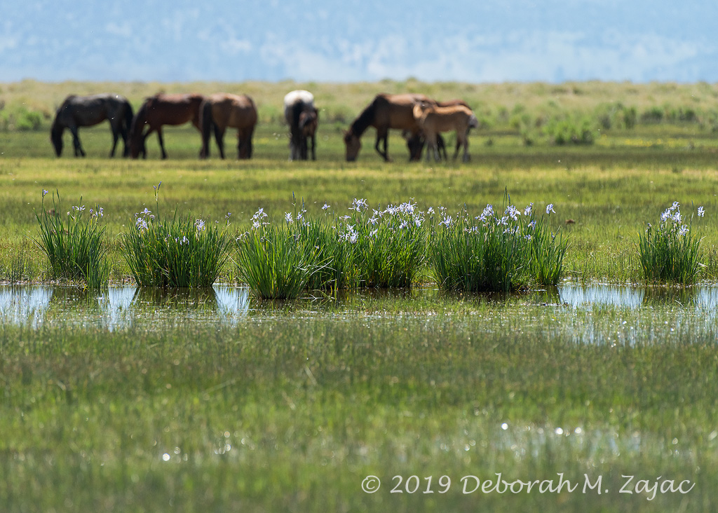 Wild Iris and Mustangs