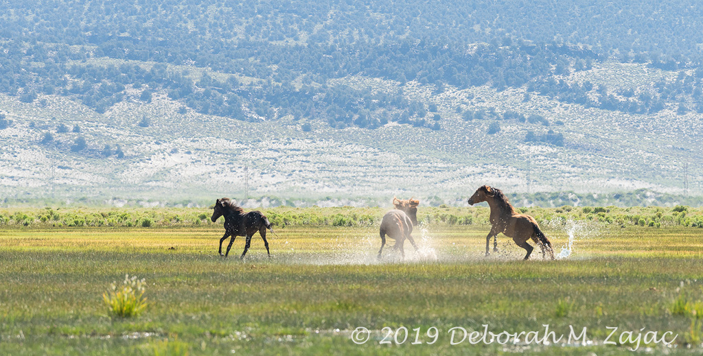 Wild Mustang Skirmish