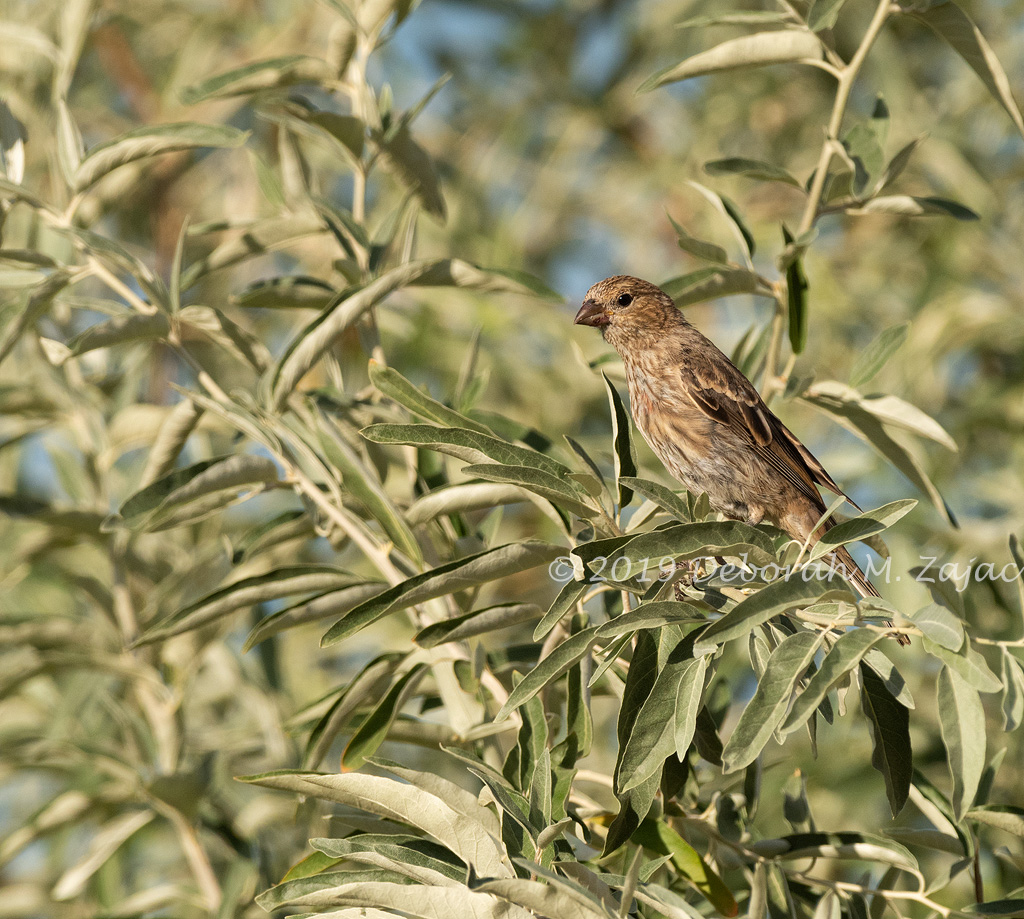 Female Finch