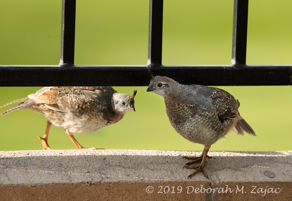 California Quail Juveniles