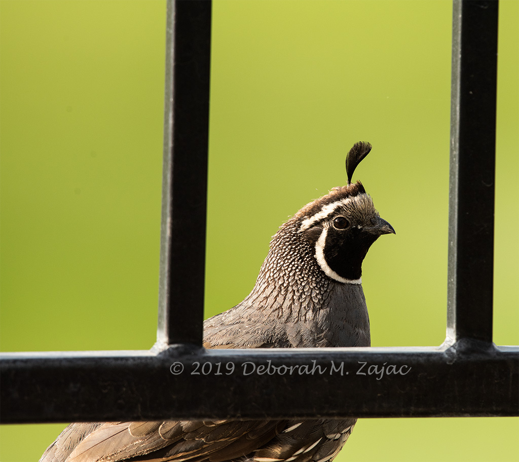 Male California Quail