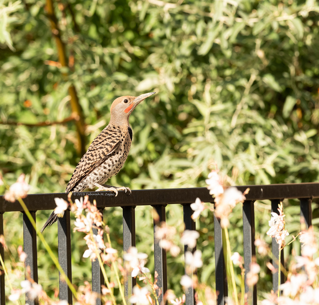 Northern Flicker-Male