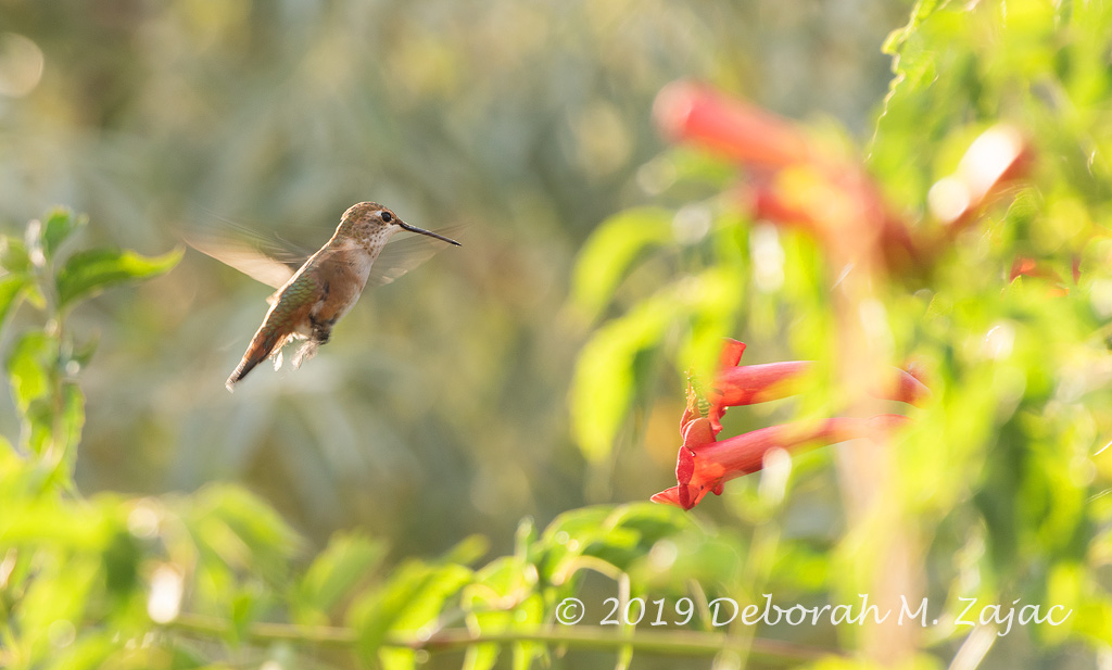 Rufus Hummingbird-Female