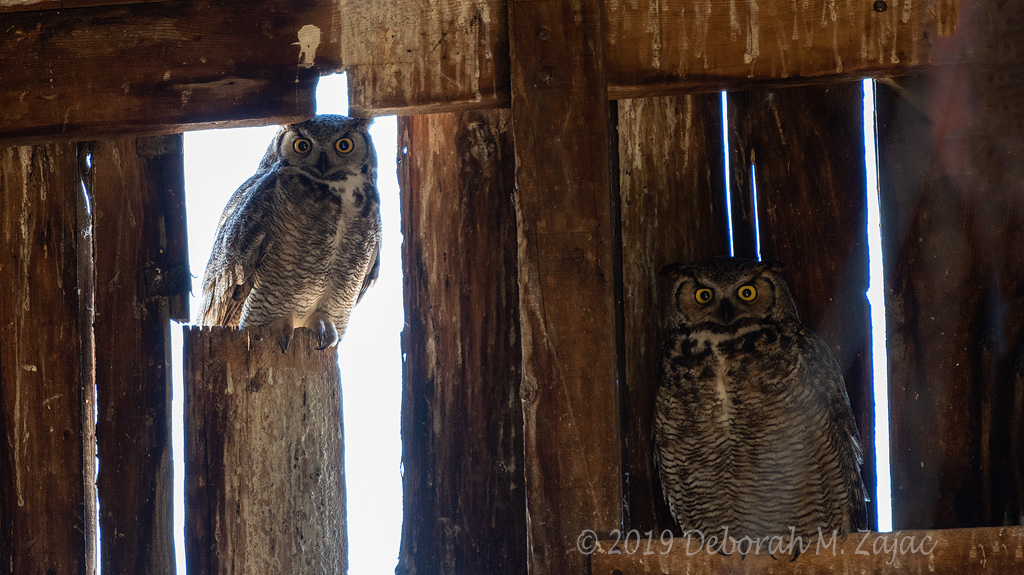 Great-horned Owl Pair