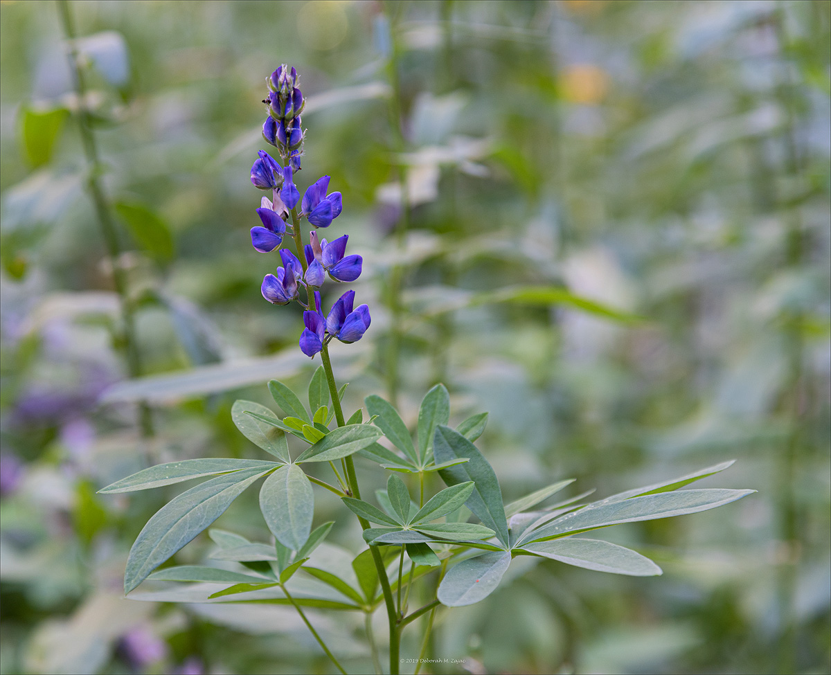 Mountain Lupin