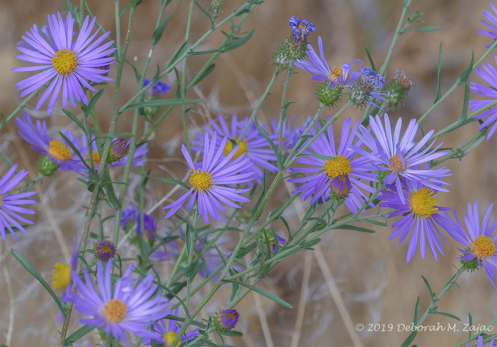 Late Summer Wildflowers