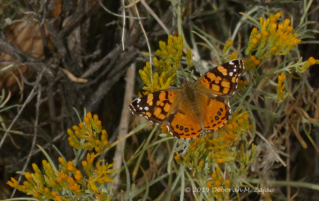 Painted Lady Butterfly