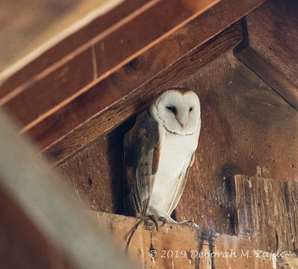 Barn Owl