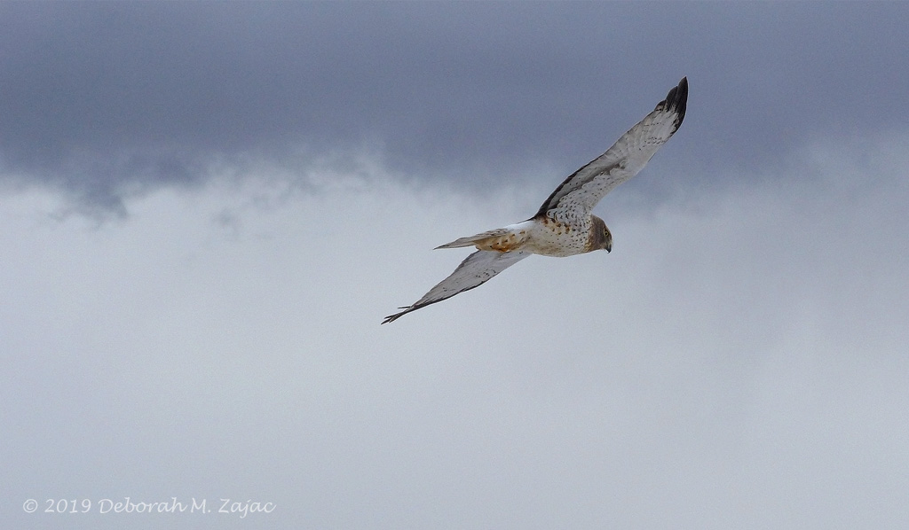 Harrier Hawk Male