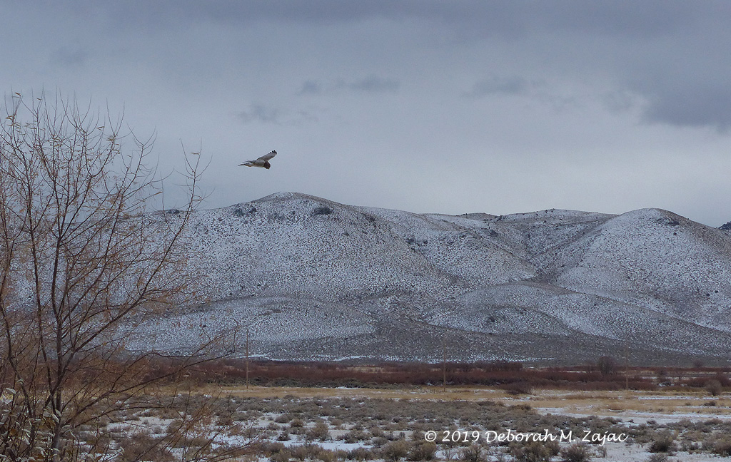 Harrier Hawk in Flight