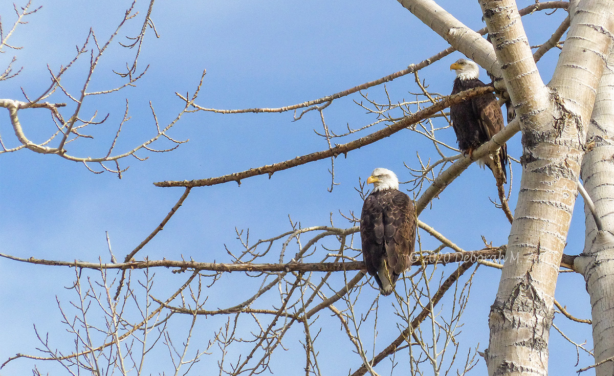 American Bald Eagle Pair