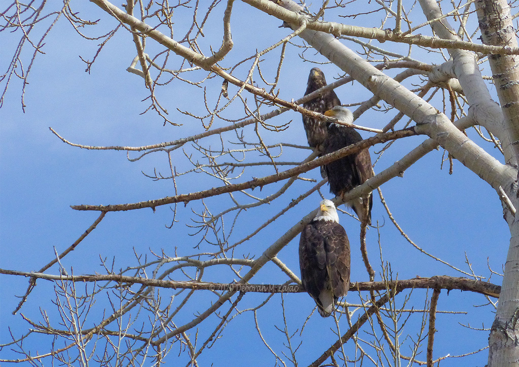 American Bald Eagle Family